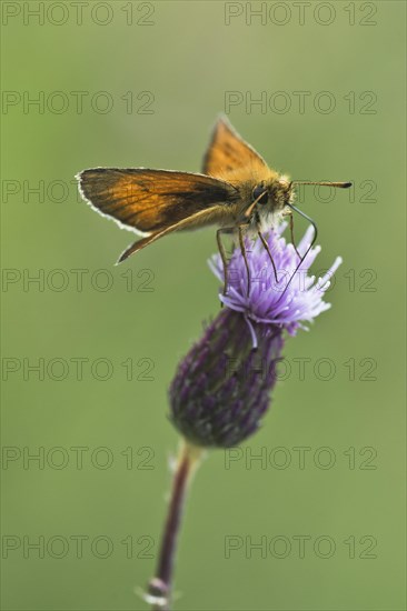 Large skipper (Ochlodes sylvanus)