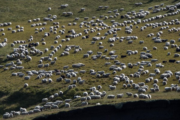 Domestic sheep (Ovis aries)