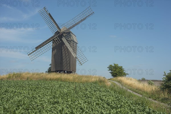 Old windmill build in 1792 at country road and field of sugar beets at Jordberga