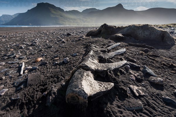 Whale skeleton