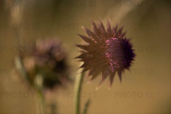 Nodding thistle Carduus nutans)