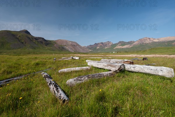 Driftwood