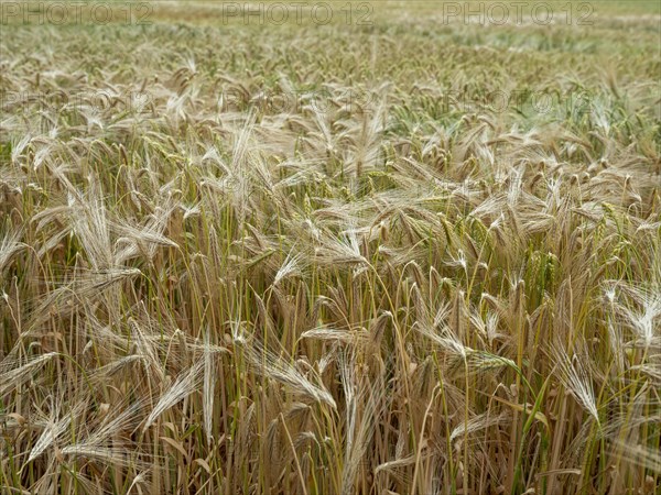 Grain field in the Rundlingsdorf Meuchelfitz