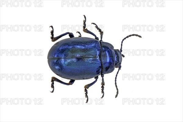 Blue mint leaf beetle Sky blue leaf beetle (Chrysolina coerulans)