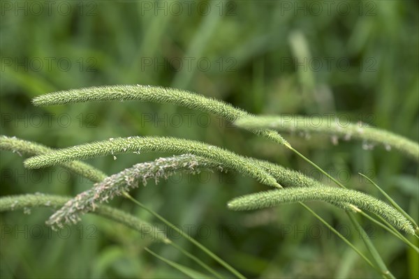 Meadow foxtail (Alopecurus pratensis)