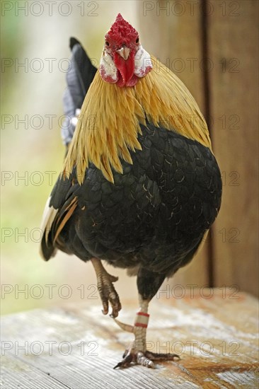 Bantam