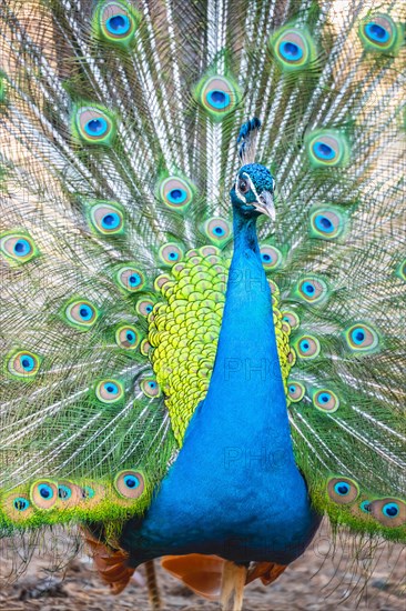 Peacock Indian peafowl (Pavo cristatus) beats wheel