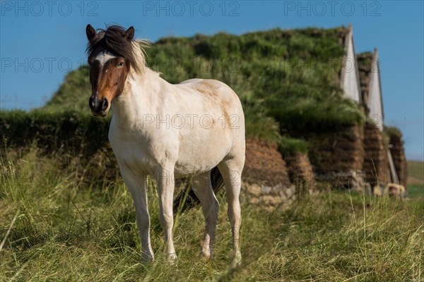 Icelandic horse (Equus islandicus) in front of horse stable and tool shed in original peat construction