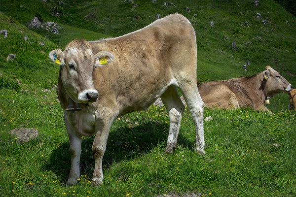 Tyrolean grey cattle on a pasture