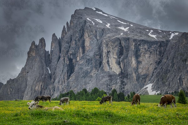 Tyrolean grey cattle on a pasture