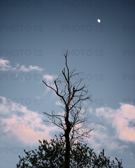 Lone tree with moon and clouds at sunset at viewpoint Ilmenauer Balkon