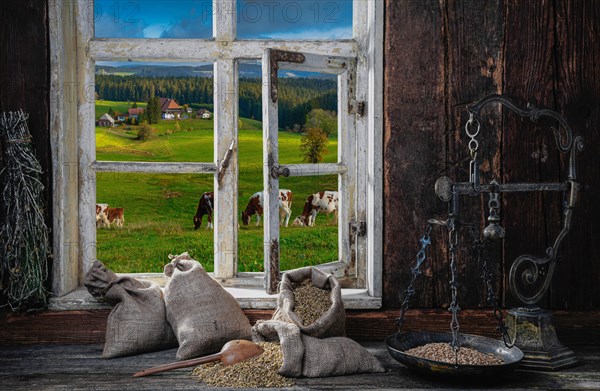 View from the farmer's kitchen with rye grains and scales into the landscape