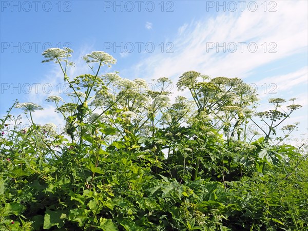 Giant hogweed (Heracleum mantegazzianum)