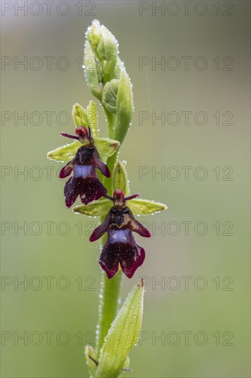 Fly orchid (Ophrys insectifera)