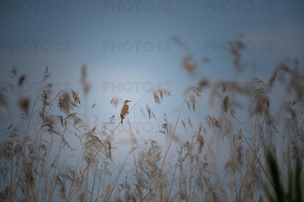 Reed warbler (Acrocephalus scirpaceus) Prignitz