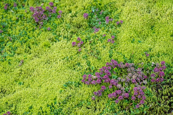 Arctic Thymus praecox (Thymus praecox ssp. arcticus)