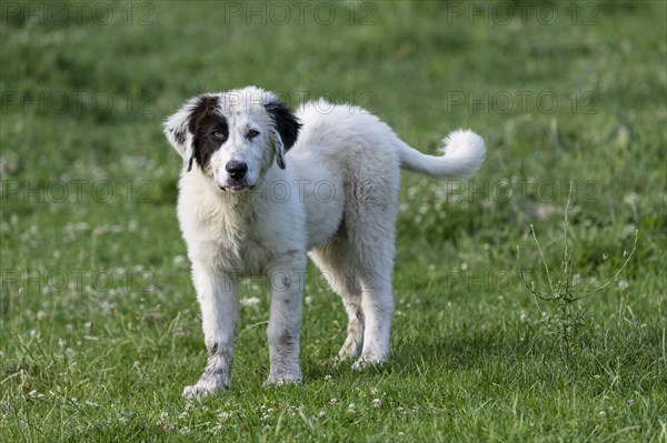 Herding dog standing in pasture