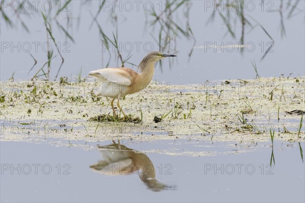 Squacco heron (Ardeola ralloides) foraging