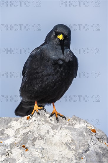 Alpine chough (Pyrrhocorax) looking cheeky