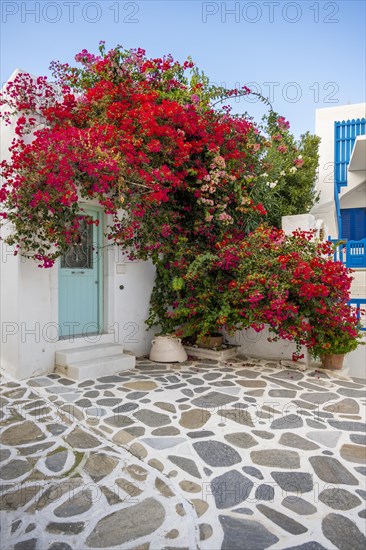 Flowering bougainvillea