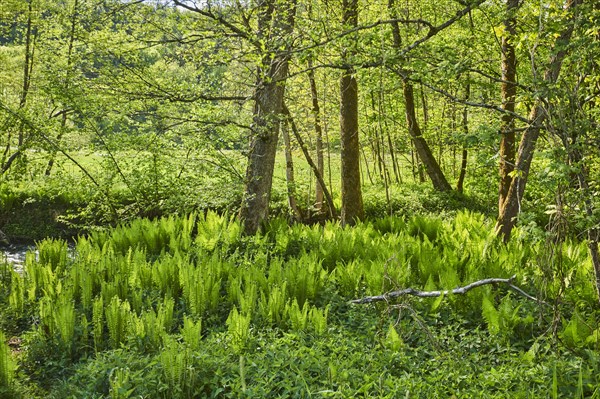 Male fern (Dryopteris filix-mas)