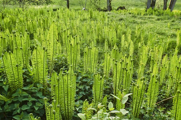 Male fern (Dryopteris filix-mas)