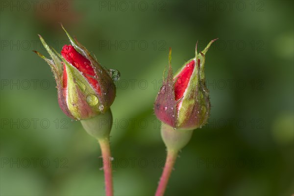 Rosebuds (Rosa)