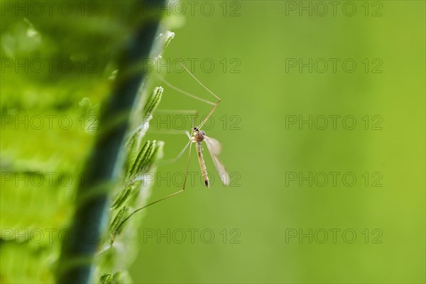 Crane fly (Tipulidae) on male fern (Dryopteris filix-mas)