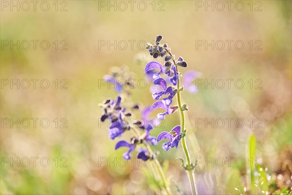 Meadow clary (Salvia pratensis) blooming in a meadow