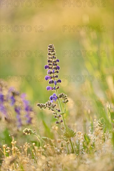 Meadow clary (Salvia pratensis) blooming in a meadow