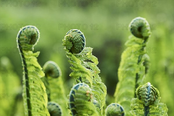 Male fern (Dryopteris filix-mas)