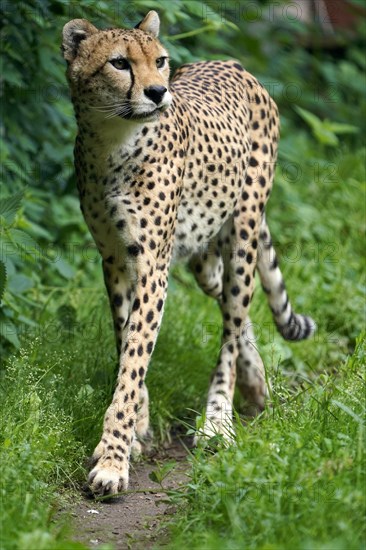 Sudan cheetah (Acinonyx jubatus soemmeringii)