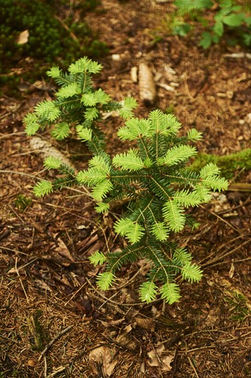 European silver fir (Abies alba) or silver fir tree growing in a forest