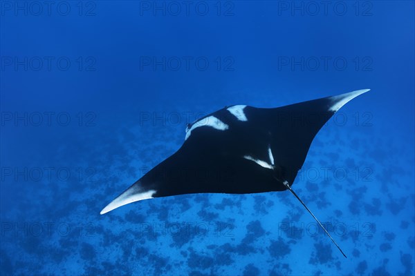 Reef manta ray (Mobula alfredi)