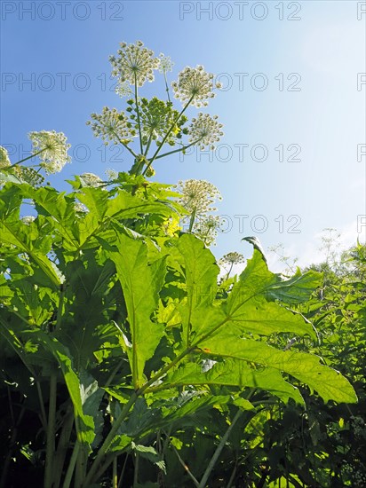 Giant hogweed (Heracleum mantegazzianum)