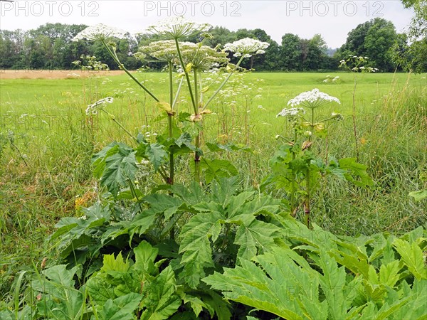 Giant hogweed (Heracleum mantegazzianum)