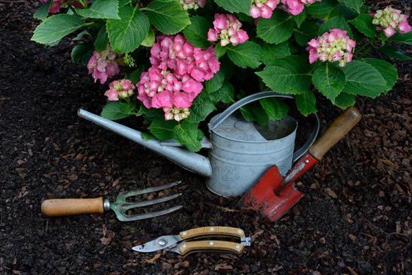 Garden tools and flowering hydrangeas