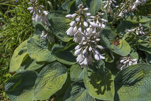 Flowering Hosta