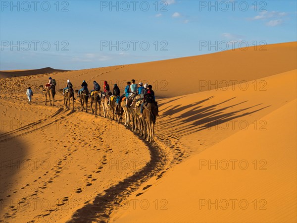 Tourists ride on Dromedary (Camelus dromedarius)