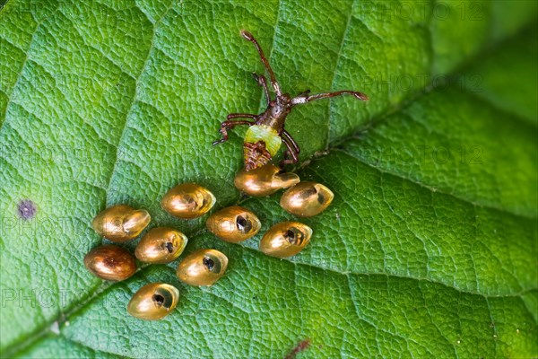 Box bug (Gonocerus acuteangulatus)