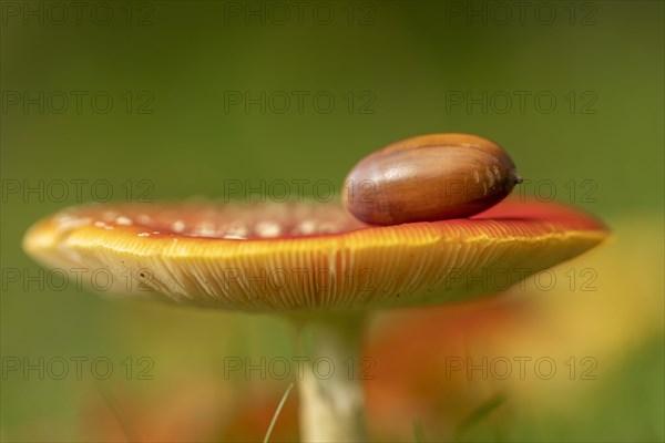 Acorn on the cap of a Amanita Amanita muscaria (muscaria) Amanita
