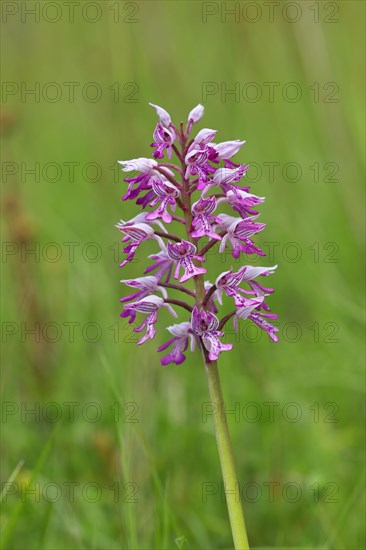 Military orchid (Orchis militaris)