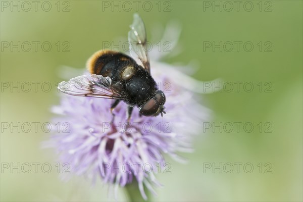 Volucella bombylans (Volucella bombylans)