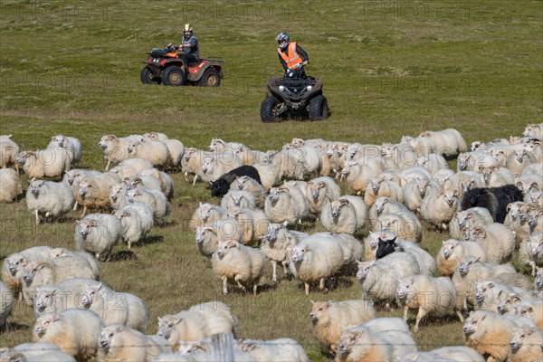 Domestic sheep (Ovis aries)