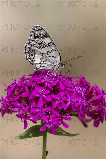 Marbled white (Melanargia galathea) sitting on flowering plant