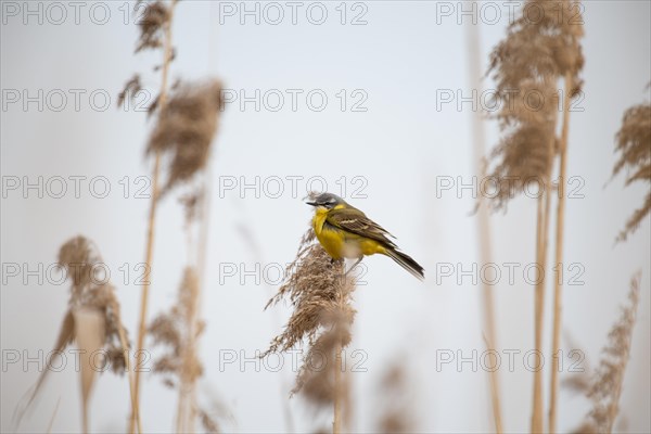 Yellow wagtail (Motacilla flava) Prignitz