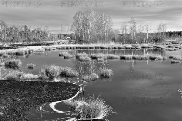 Ice-covered pond with pond rushes (Schoenoplectus lacustris) in mire landscape
