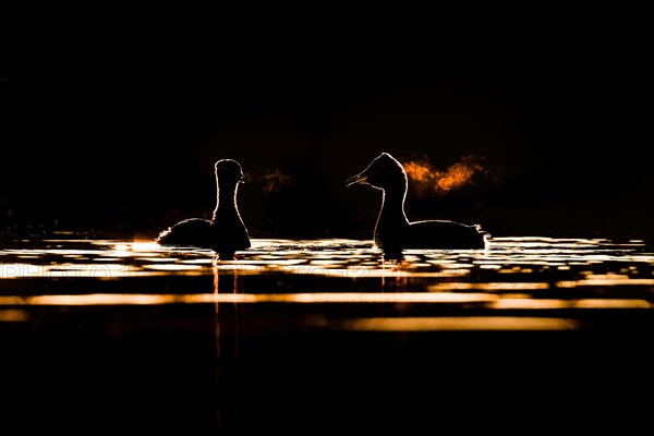 Red-necked grebe (Podiceps grisegena) A red-necked grebe pair courts in the first sunlight