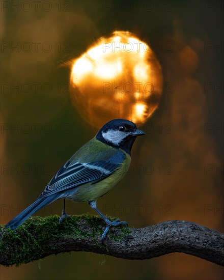 Great tit (Parus major)