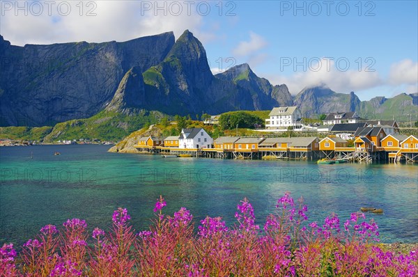 Artctic willowherb in front of yellow rorbuer cabins
